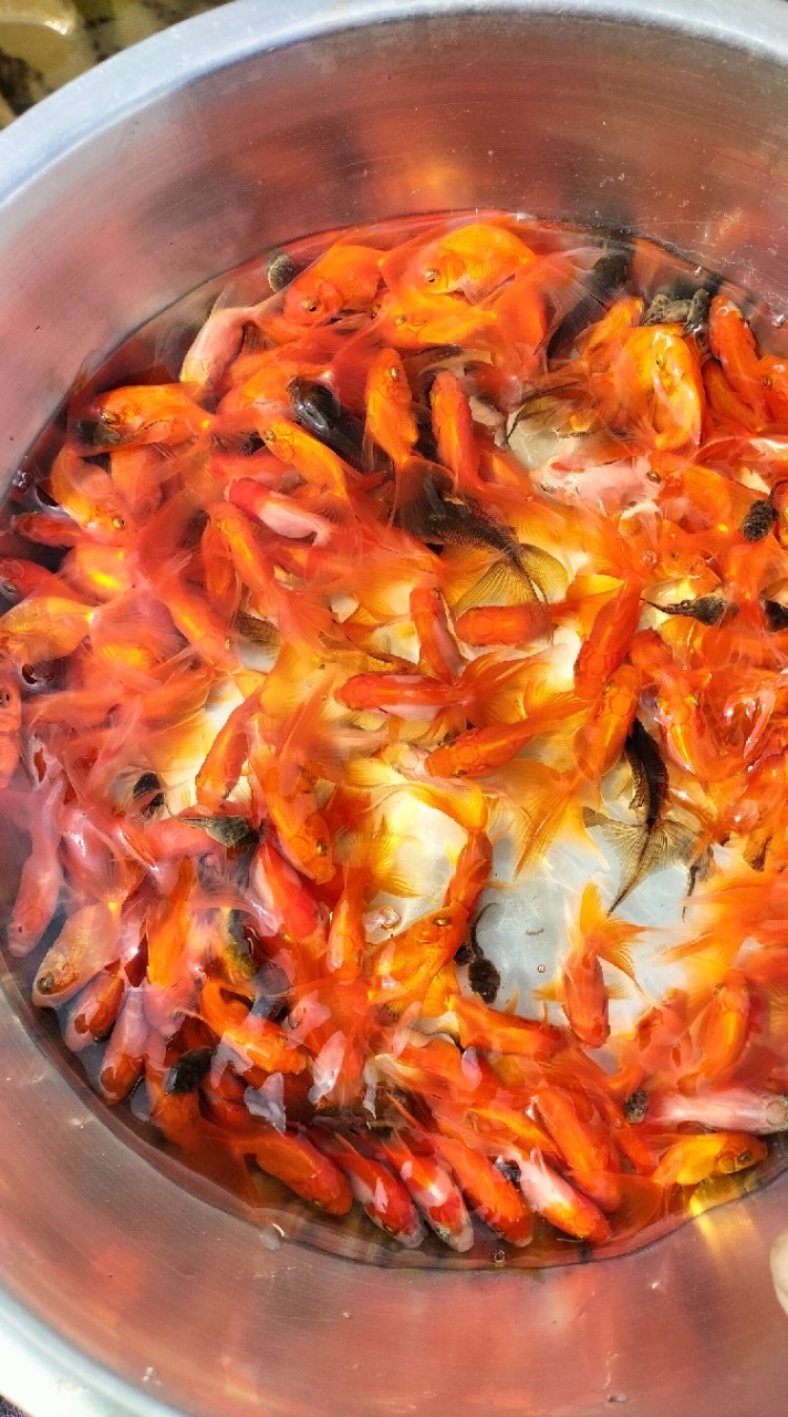 自繁金魚批發，只限水族商家加入