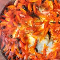自繁金魚批發，只限水族商家加入