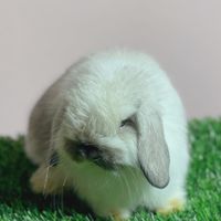 Boonchu Rabbit Farm