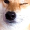 ぐねるの会