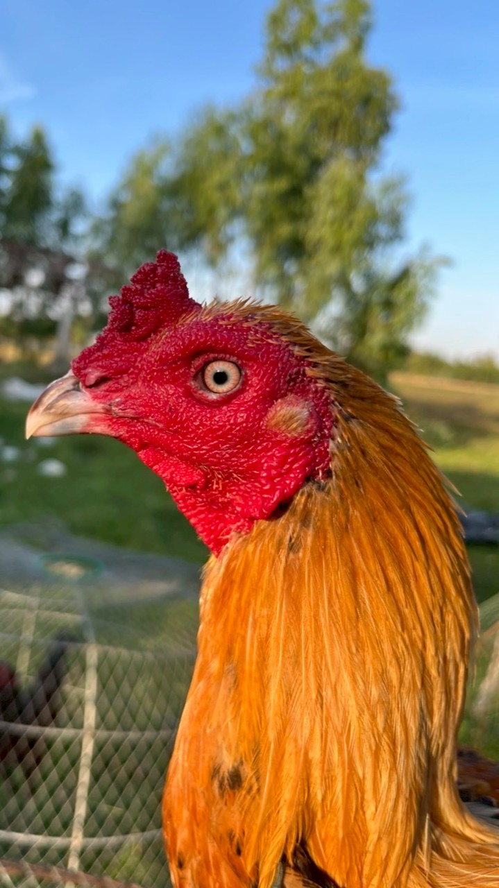 ซุ้มเพรชอำพร สังกัด เจ้าอาร์ท