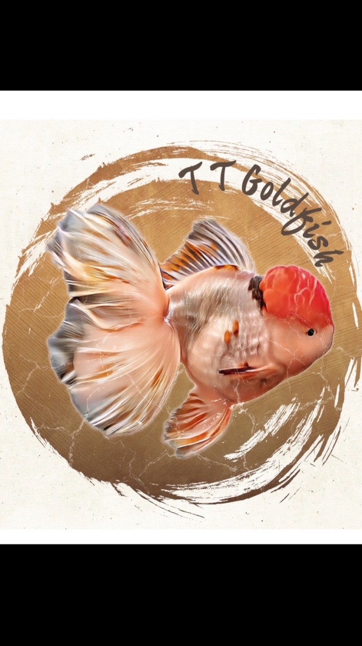 TT goldfish