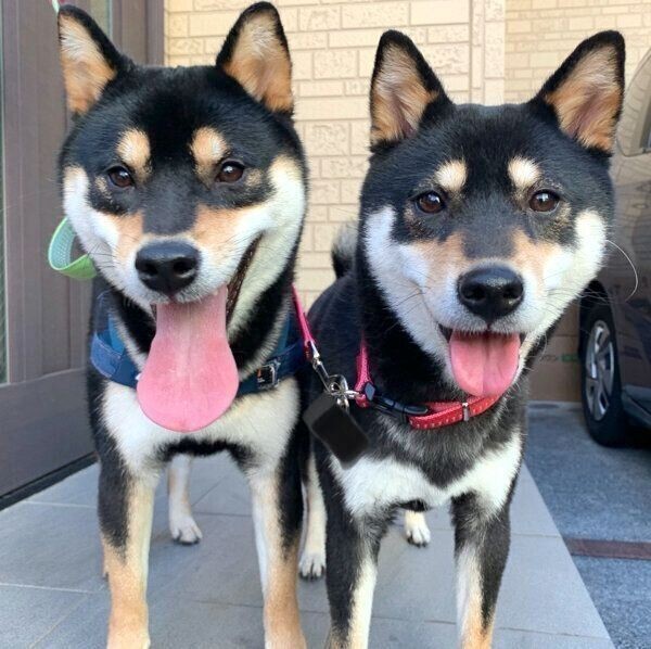 犬と一緒に寝ることをおすすめできない理由とは