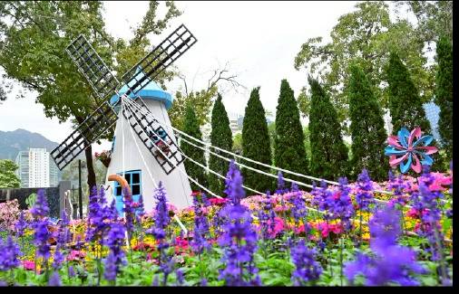 花悅滿城 6月至10月全港51個地點免費賞花打卡 Yellow Bus黃巴士 Line Today