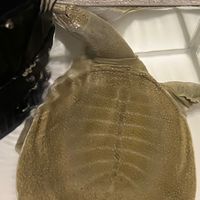 s570わしこーん