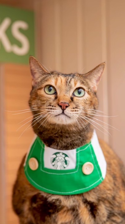 線上寵物美容契約系統