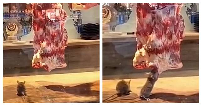 2隻巨鼠大搞美食饗宴！　櫥窗前大啖生牛肉…餐廳立馬被查封