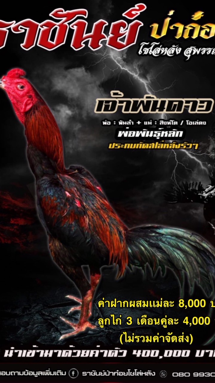 ราชันย์เหล่าป่าก๋อยโซโล่หลัง สุพรรณบุรี 0809930479