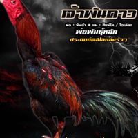 ราชันย์เหล่าป่าก๋อยโซโล่หลัง สุพรรณบุรี 0809930479