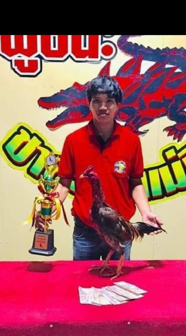 ไก่ชนพม่าเหล่างาขาว