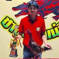 ไก่ชนพม่าเหล่างาขาว