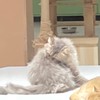 だみーぶれぼ
