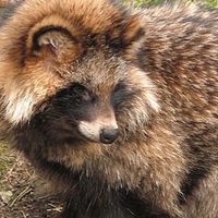 ゆっくりむちゃたぬき様のファンクラブ