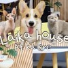 Laika_house kusrc