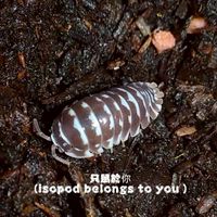 只鼠於你鼠婦討論群