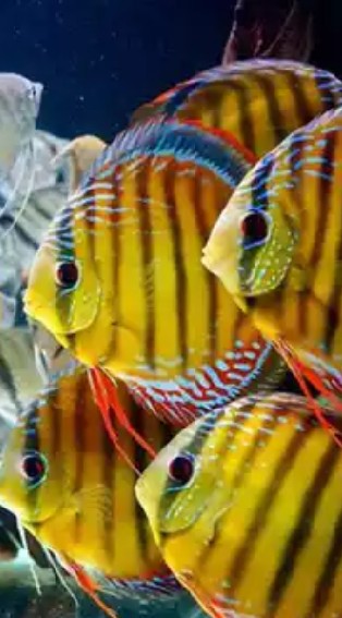 DISCUS CLUB THAILAND