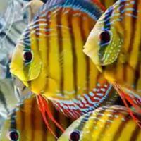 DISCUS CLUB THAILAND