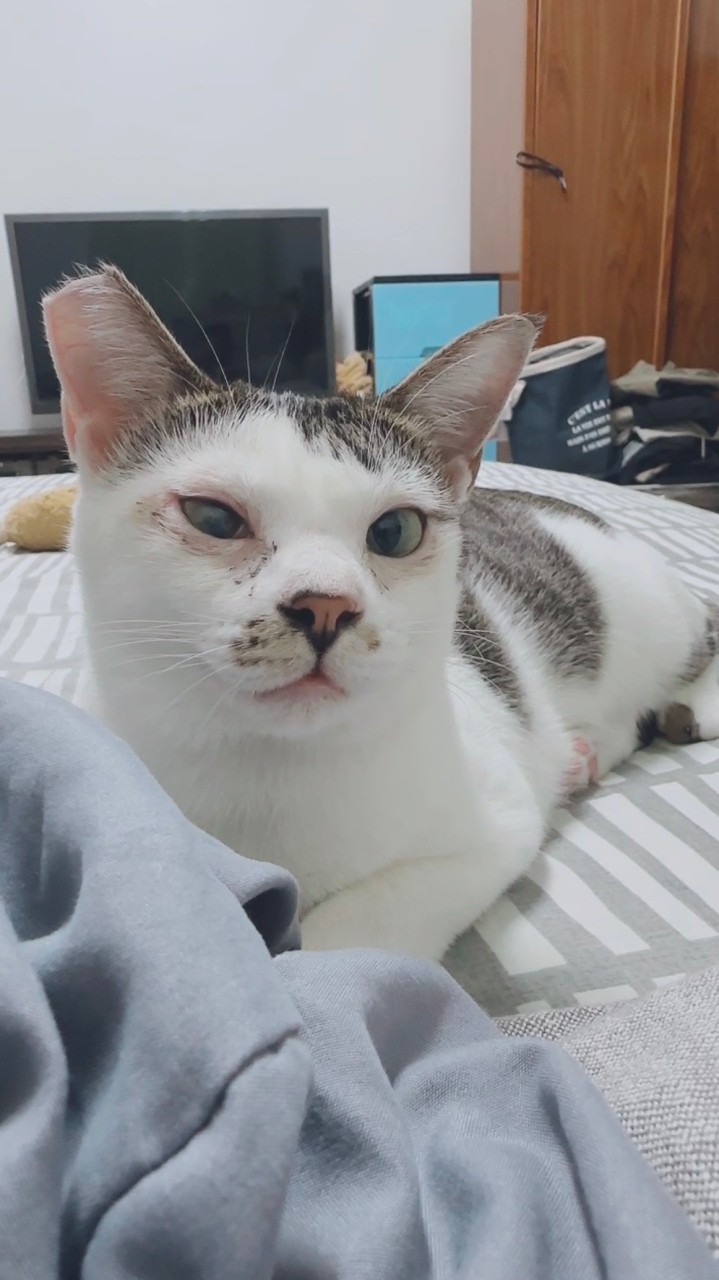 夢之隊隊員補給站