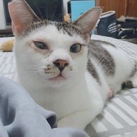 夢之隊隊員補給站