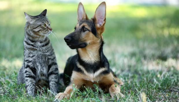 Leo Dan Scorpio Cocok Pelihara Kucing Zodiak Lainnya