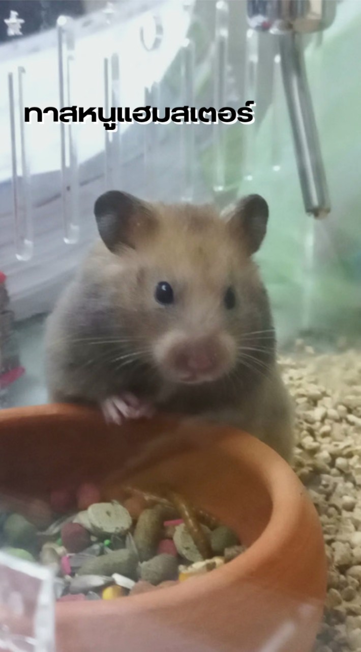 คนเลี้ยง(รัก😍)หนูแฮมสเตอร์พันธุ์วินเทอร์ไวท์/พันธุ์ไจแอนท์🐹
