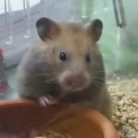 คนเลี้ยง(รัก😍)หนูแฮมสเตอร์พันธุ์วินเทอร์ไวท์/พันธุ์ไจแอนท์🐹