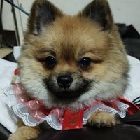 野格小舖