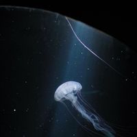 Vast ocean🌊-''RP''-