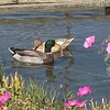 みんなの楽校 ゆくはし