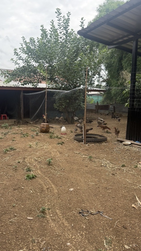 Jackกลุ่มส่วนตัว ทำวัคซีน ประวัติไก่ชน
