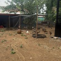 Jackกลุ่มส่วนตัว ทำวัคซีน ประวัติไก่ชน