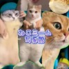 猫ミーム写真館【雑談・素材共有・宣伝OK！】