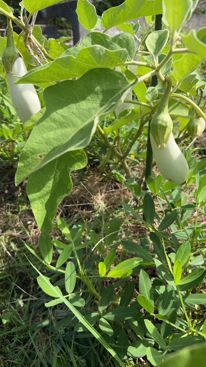 山口県🍆米菜倶楽部🌾🥬