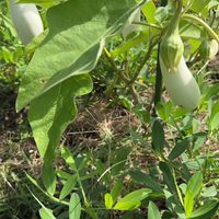 山口県🍆米菜倶楽部🌾🥬