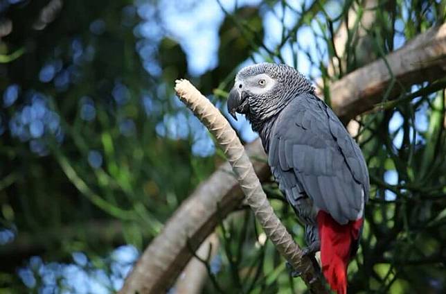 Dari Rakun Sampai Burung Beo Inilah 7 Hewan Paling Cerdas Di Dunia