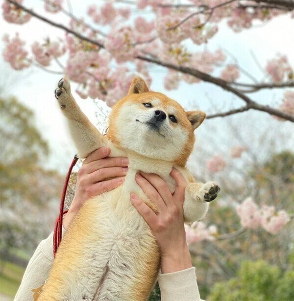 換毛期の愛犬の 抜け毛アート で分身ができた