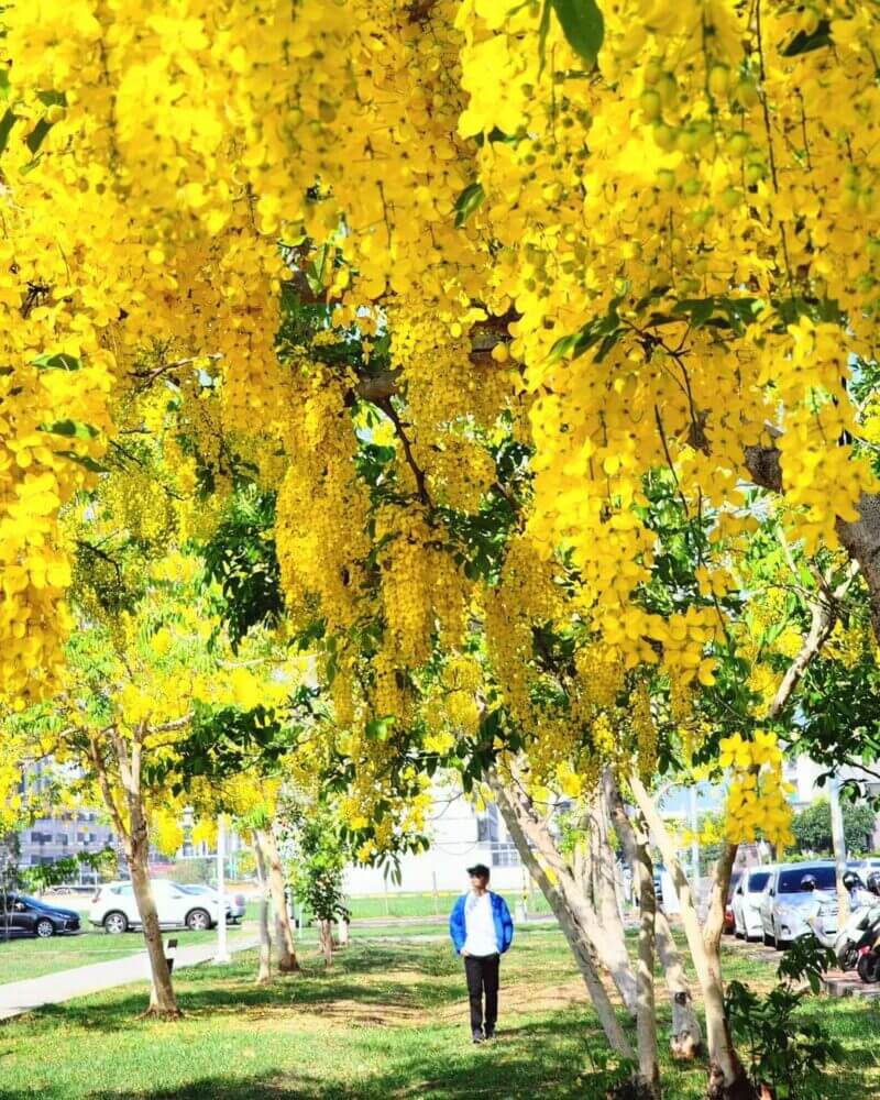 阿勃勒賞花｜後勁溪畔｜高雄景點
