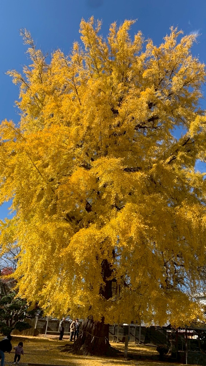 🚗車でぶらり旅　日帰りドライブお出かけ＆雑談