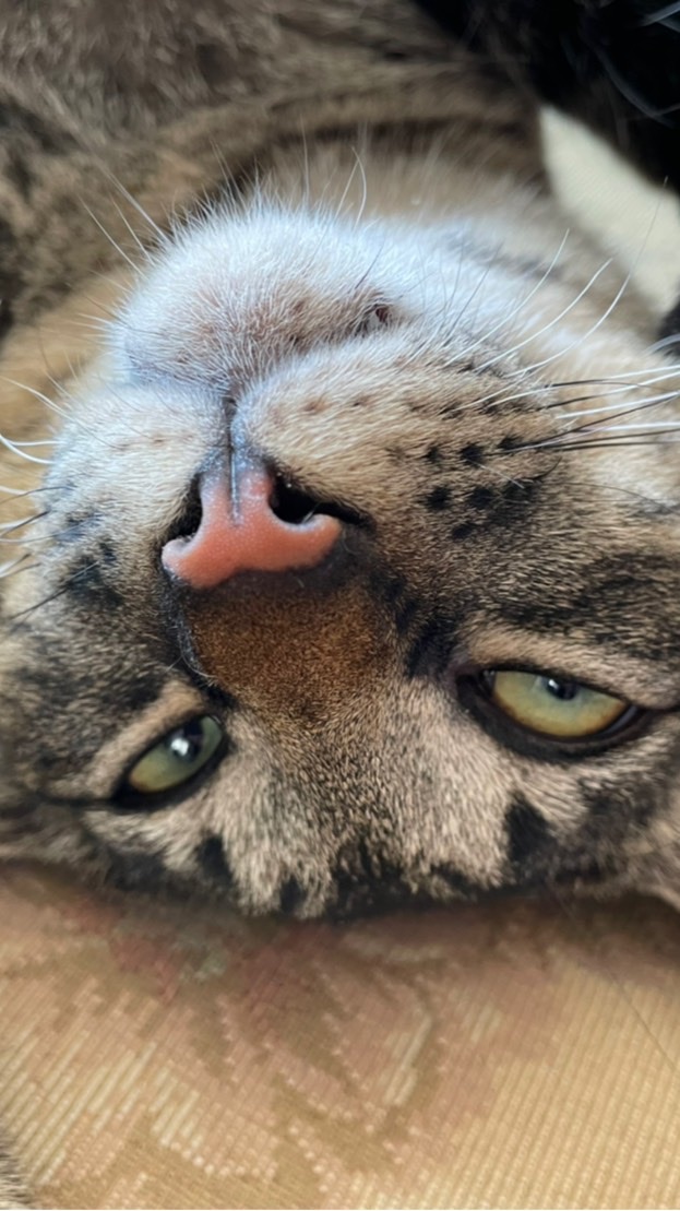 猫瞑想