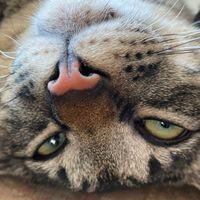猫瞑想