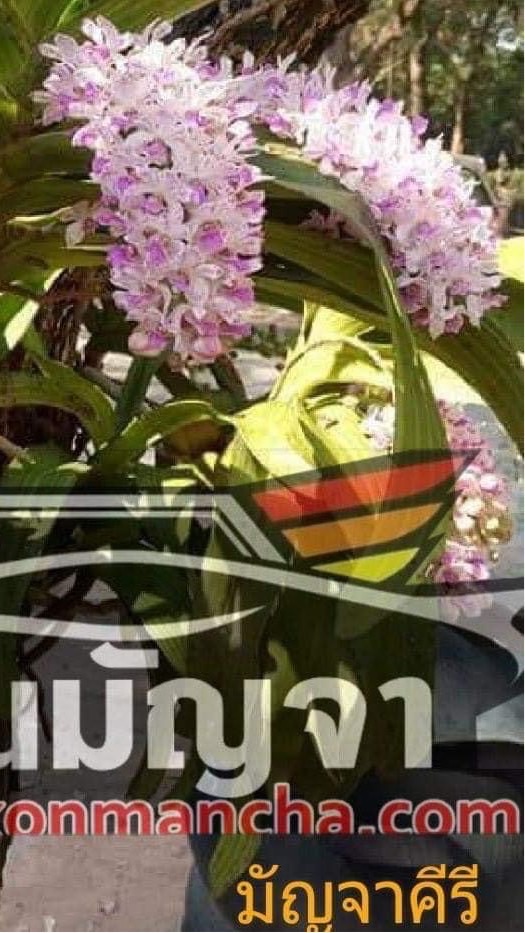 แจ้งเหตุแจ้งข่าว อำเภอมัญจาคีรี