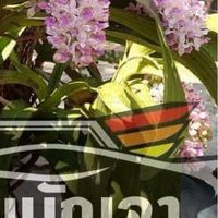 แจ้งเหตุแจ้งข่าว อำเภอมัญจาคีรี