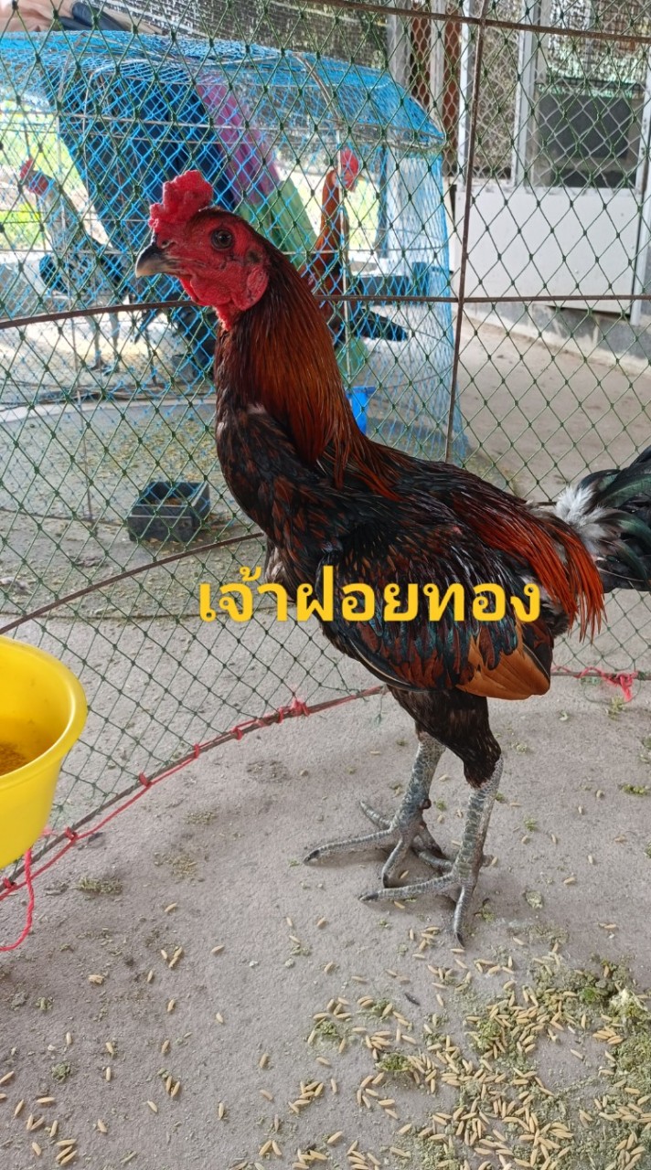 สามก๊กทีม