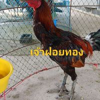 สามก๊กทีม