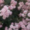 運命の人は私？なっちゃいましょ幸せに　‖　ドクスト緩也　‖