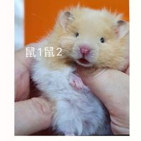 波利黃金鼠 長毛 鼠1鼠2 捲毛黃金鼠長毛波利黃金鼠 熊鼠Hamsters12鼠1鼠2