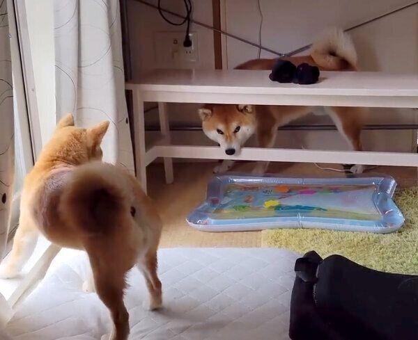 喧嘩して気まずそうに距離をとる兄犬と妹犬 お兄ちゃんが見せた行動 にグッとくる いぬのきもちnews