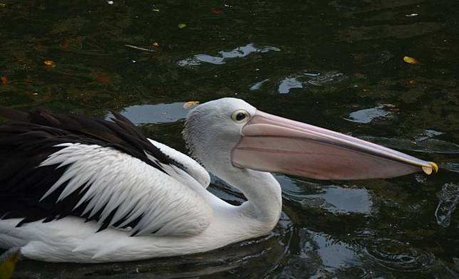 Cara Hewan Beradaptasi Dengan Lingkungannya Morfologi Fisiologi Dan Tingkah Laku Bobo Id Line Today