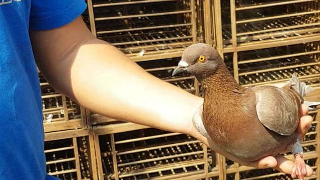 Geger Warga Depok Beli Burung Dara Rp1 Miliar