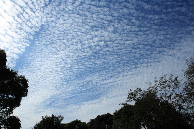 うろこ雲 さば雲 いわし雲 どれが正解か知ってる 秋の雲 の見分け方